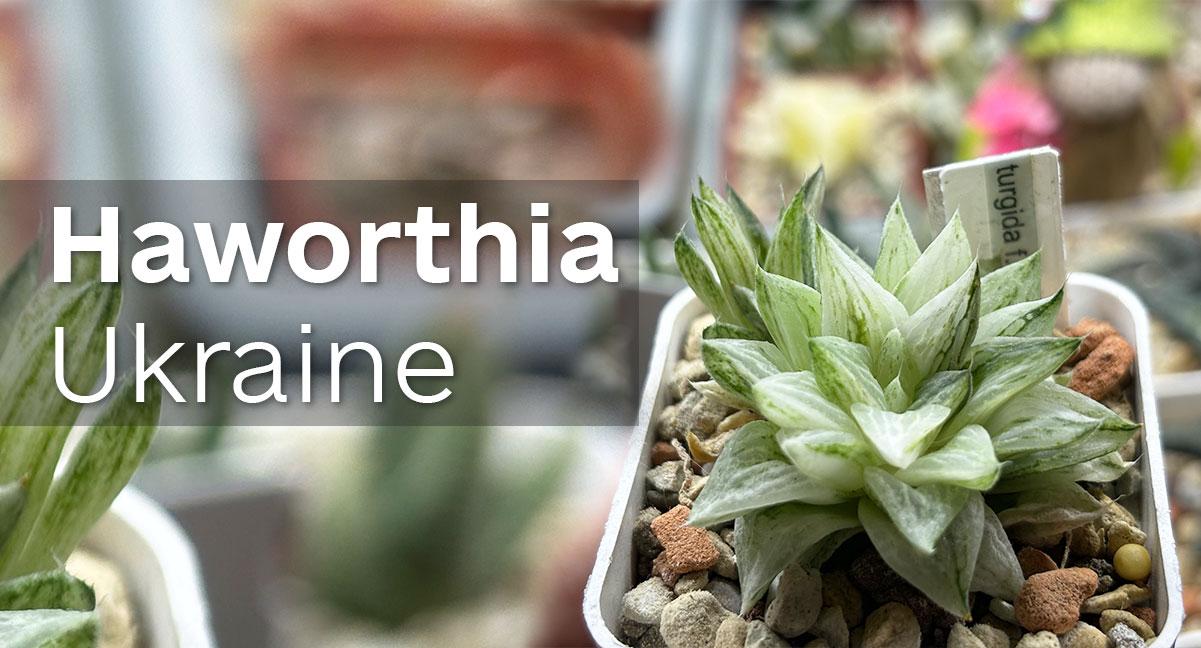 Haworthia Ukraine